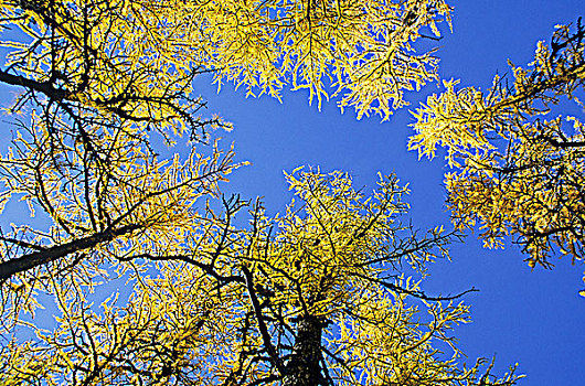 亚高山,落叶松属植物,秋色,幽鹤国家公园,不列颠哥伦比亚省,加拿大