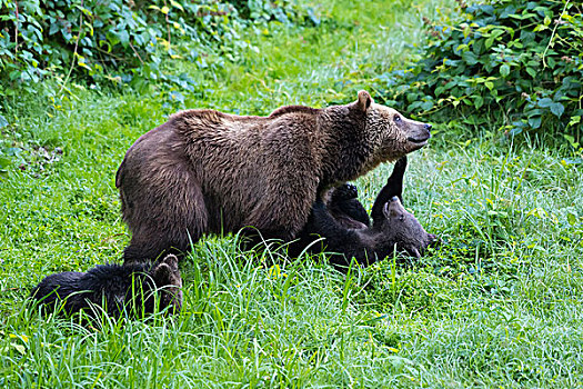 欧洲,棕熊,幼兽,巴伐利亚,德国