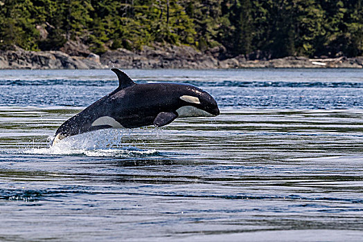 逆戟鲸,鲸跃,多纳格,头部,岛屿,不列颠哥伦比亚省,加拿大