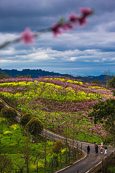 大营山桃花