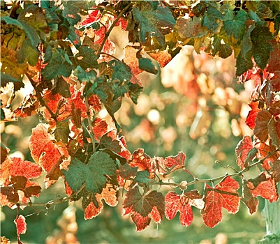 晴朗,秋天,葡萄园,门多萨,晚秋,葡萄,收获,鲜艳