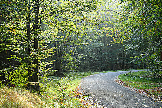 碎石路,早晨,秋天,巴伐利亚森林国家公园,巴伐利亚,德国