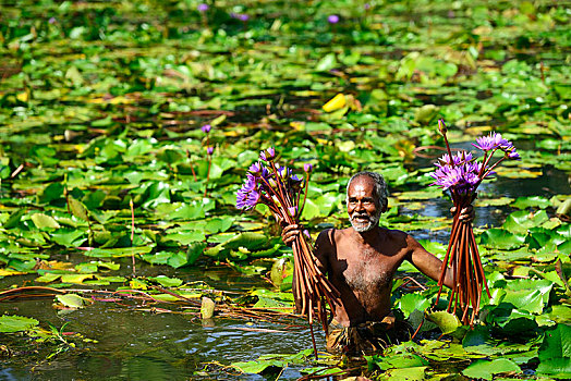 老人,花,蓝色,荷花,睡莲属植物,湖,靠近,斯里兰卡,亚洲