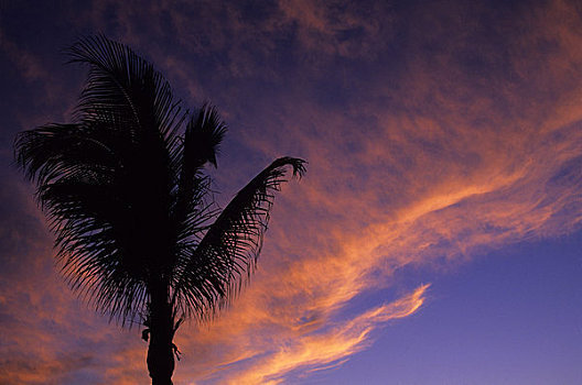 墨西哥,北下加利福尼亚州,棕榈树,剪影,日落