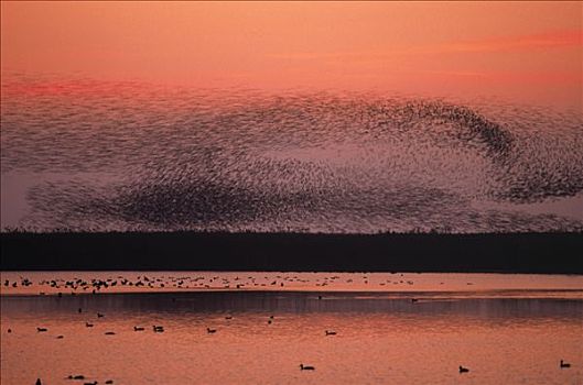 常见八哥,紫翅椋鸟,成群,飞跃,水,日落,欧洲