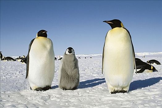 帝企鹅,幼禽,湾,南极