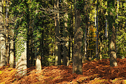 橡木,秋天,弗兰克尼亚,巴伐利亚,德国