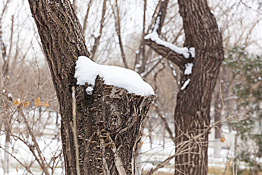 春雪,公园,植物园