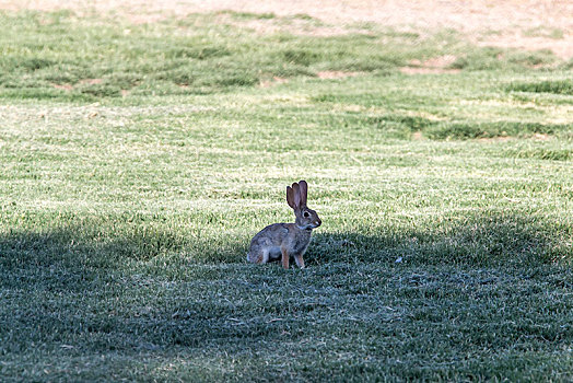 棉尾兔,兔子,三个,耳,亚利桑那,美国,北美