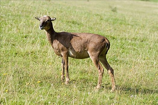 雌性,欧洲盘羊,鹿,公园,莱茵兰普法尔茨州,德国,欧洲