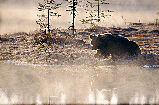 熊,芬兰