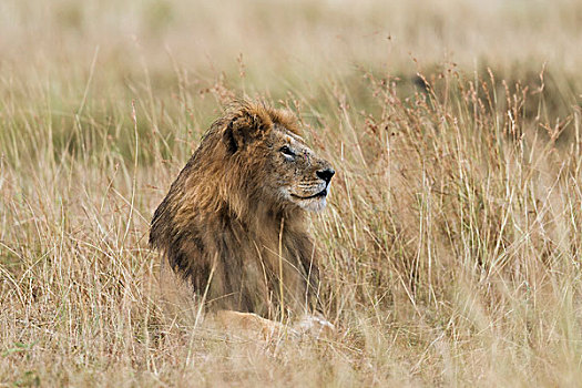 狮子,雄性,湿,鬃毛,卧,草丛,马赛马拉,肯尼亚,非洲