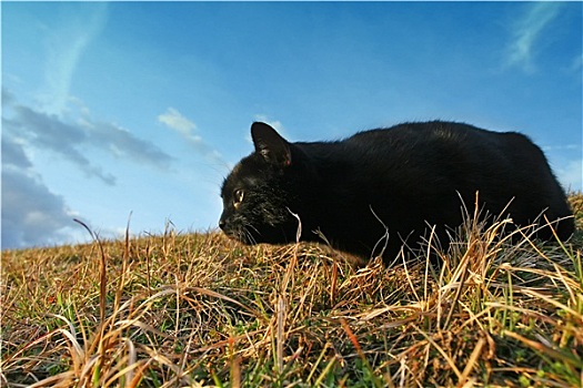 黑猫,鬼鬼祟祟,牧场