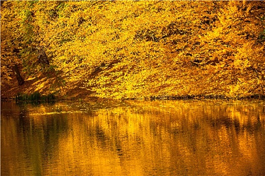 水,秋天,树,公园