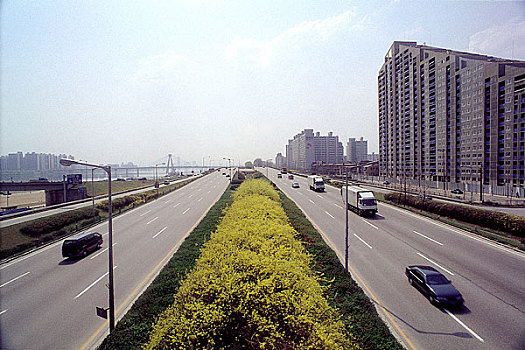 荫凉,树,道路