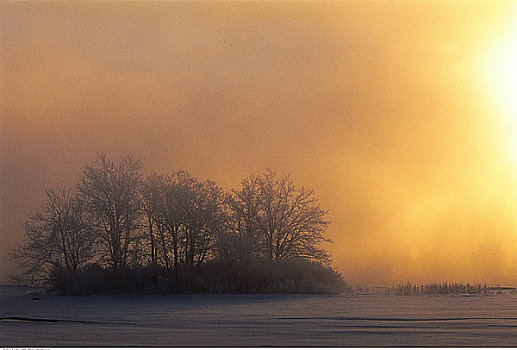 日出,上方,风景,树,冬天,渥太华,安大略省,加拿大