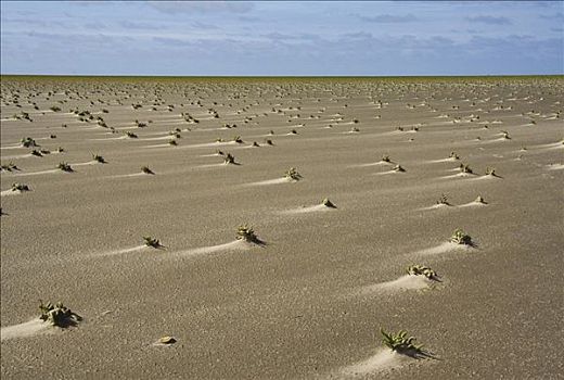 泥滩,欧洲海蓬子,湿地
