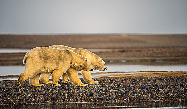 两个,北极熊,砾石,岛屿,冰岛,波弗特,海洋,阿拉斯加,美国