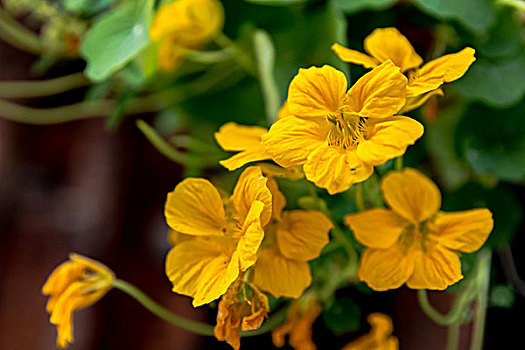 旱金莲花,旱荷花,盆栽花卉,nasturtium,flower