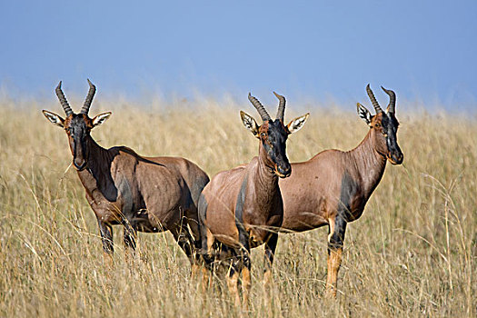 转角牛羚,三个,马赛马拉国家保护区,肯尼亚,数码合成