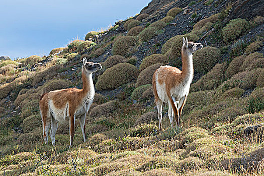 原驼,托雷德裴恩国家公园,巴塔哥尼亚,智利,南美