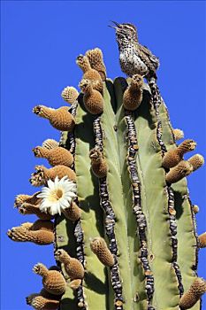 仙人掌,鹪鹩,唱,武伦柱,埃尔比斯开诺生物圈保护区,墨西哥