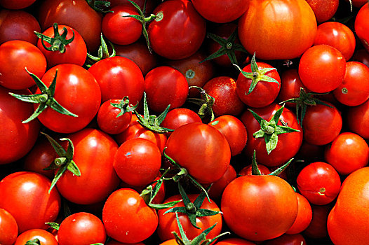 成熟,西红柿,番茄,梅克伦堡前波莫瑞州,德国,欧洲