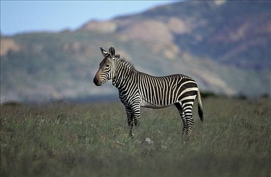 成年,站立,草,斑马山国家公园,南非