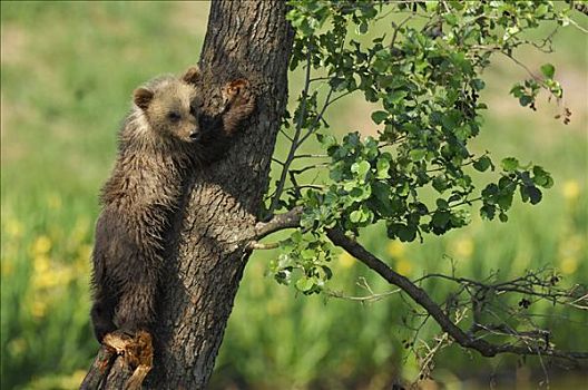 幼兽,棕熊,攀登,树