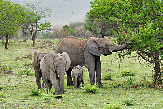 非洲象,牧群,塞伦盖蒂国家公园,坦桑尼亚