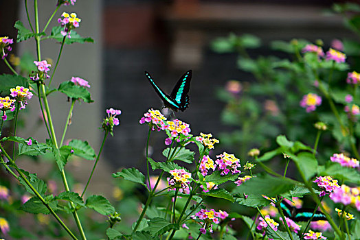 蝴蝶与花,五色梅