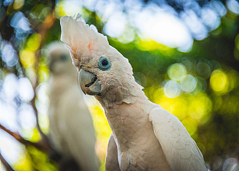 动物,白色,美冠鹦鹉,凤头鹦鹉,阿尔巴,俘获,印度尼西亚