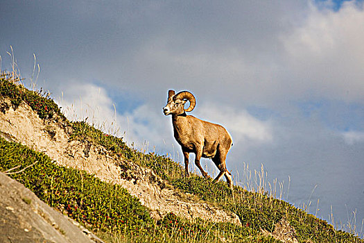 雄性,大角羊,灾难,公路,碧玉国家公园,艾伯塔省,加拿大