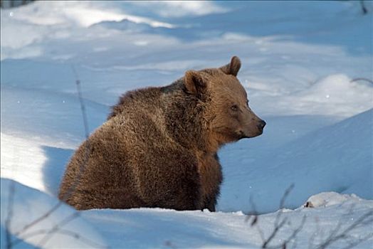 棕熊,巴伐利亚森林国家公园,巴伐利亚,德国,欧洲