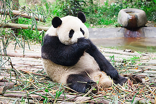 大熊猫,成都,熊猫,饲养,四川,中国