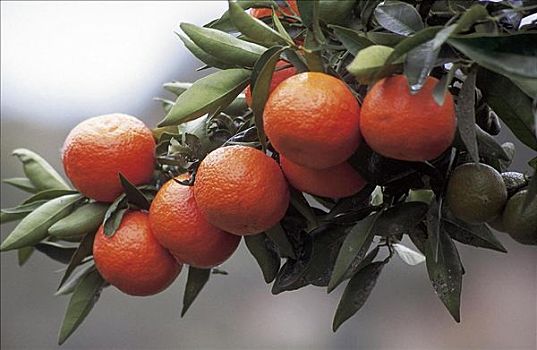 水果,橙色,枝条,细枝,农业,食物
