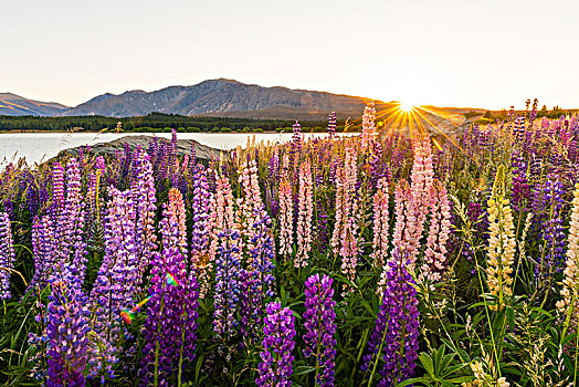 太阳,发光,紫色,羽扇豆属植物,羽扇豆,日出,后面,山,特卡波湖,坎特伯雷地区,南部地区,新西兰,大洋洲