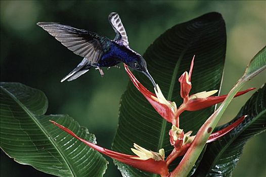 紫罗兰,蜂鸟,海里康属植物,花,雾林,哥斯达黎加