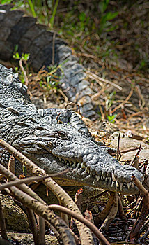 美洲鳄,鳄鱼,阳光,鳄属,大沼泽地国家公园,佛罗里达,美国