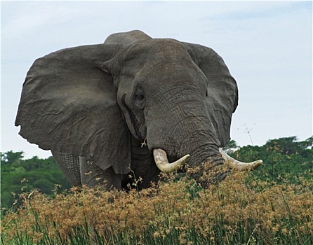 大象,乌干达