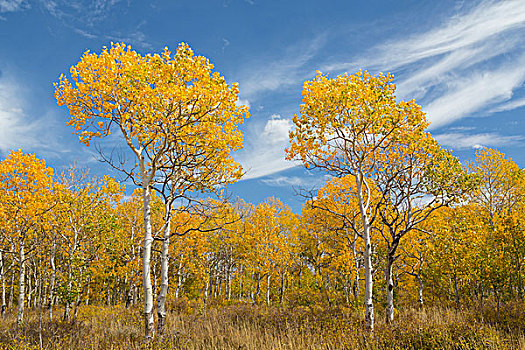 美国,犹他,国家森林,风景,秋天,白杨,画廊