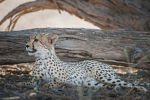 印度豹,休息,荫凉,树,卡拉哈迪,国家公园,北方省,南非,非洲