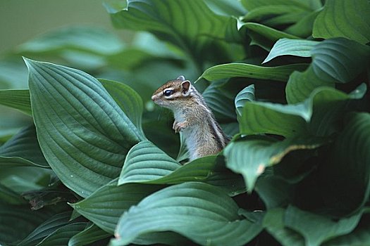 花栗鼠