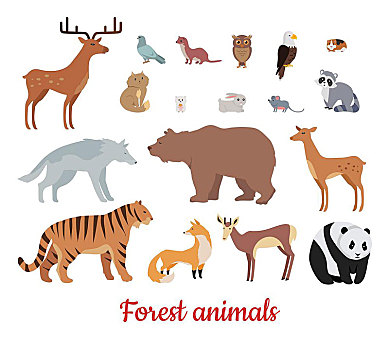森林动物,鹿,熊,狼,虎,狐狸,熊猫,浣熊,兔子,猫头鹰,老鼠,鹰,黄鼠狼,狍子,花栗鼠,隔绝,白色背景,背景,野生动物