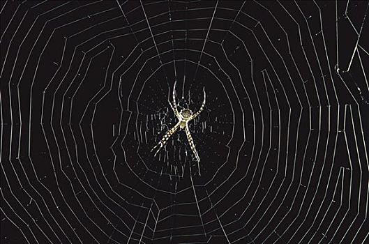 蜘蛛,园蛛属,蜘蛛网,欧洲