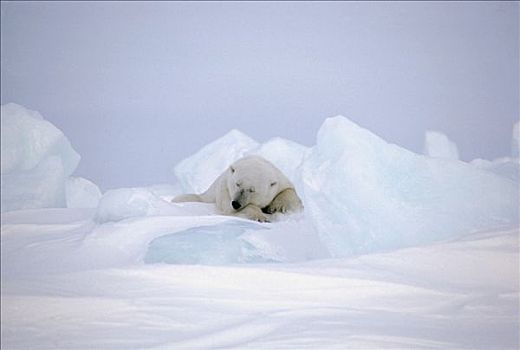 北极熊,睡觉,巴芬岛,加拿大