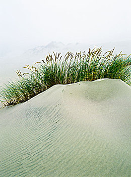 草,沙丘,雾,能见度,远景,俄勒冈,美国