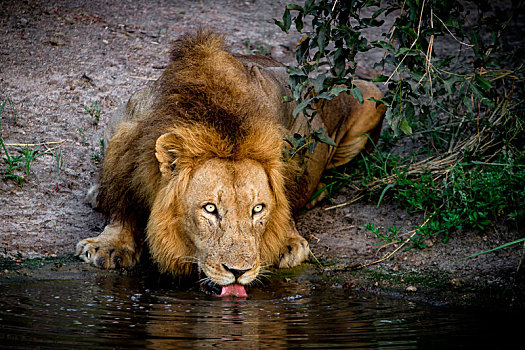 雄性,狮子,卧,饮料,水,舌头,看别处,黄色眼睛