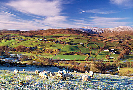 山峦,爱尔兰,绵羊