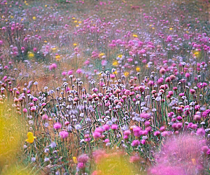 野花,门多西诺角,海岬,州立公园,加利福尼亚